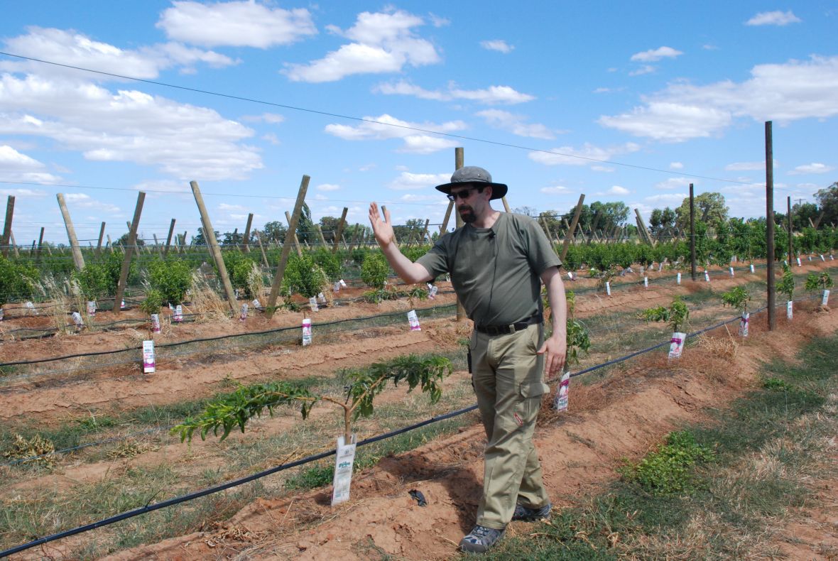 Dr Dario Stefanelli highlighting cordon tree shape