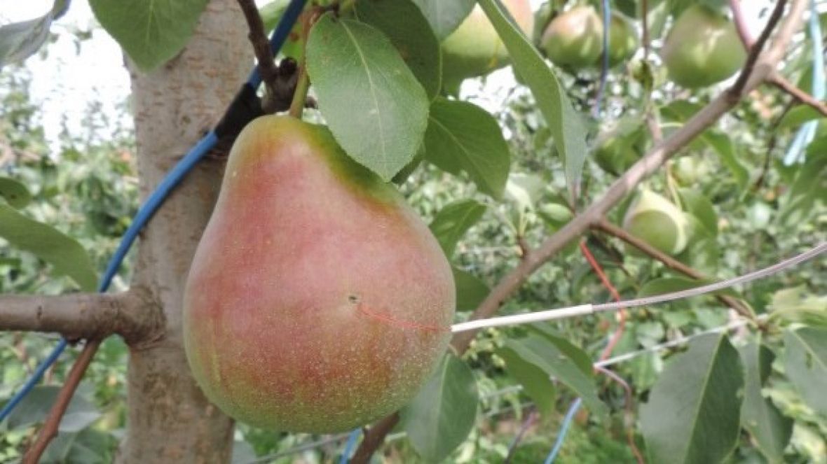 Blush Pear Deliza