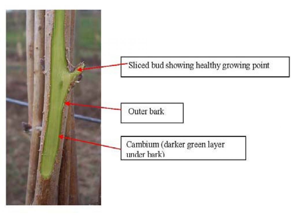 Picture of sliced bud showing healthy growing point, outer bark, and cambium layer