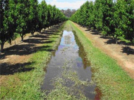 Ponding of water in the orchard 