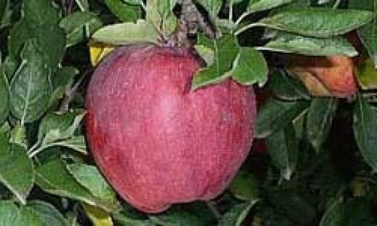 Apples in Dry season