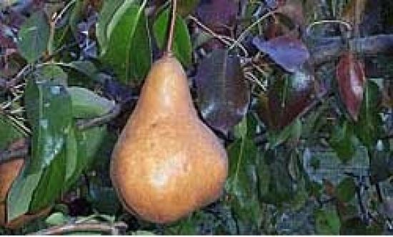 pear on a tree during a dry season