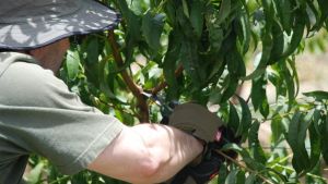 Some stonefruit pruning techniques