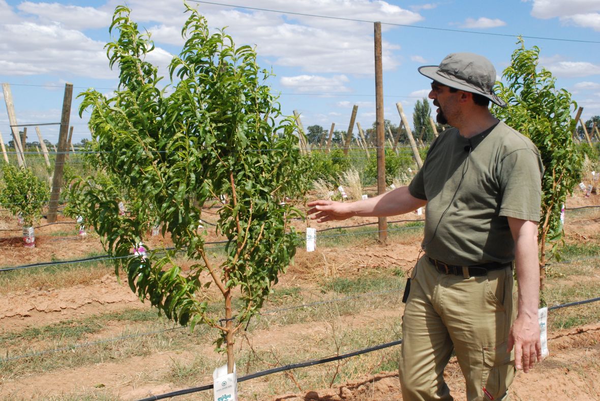 Dr Dario Stefanelli highlighting the palmette tree shape