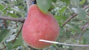 Blush development in pears.    Part 2 - orchard practices