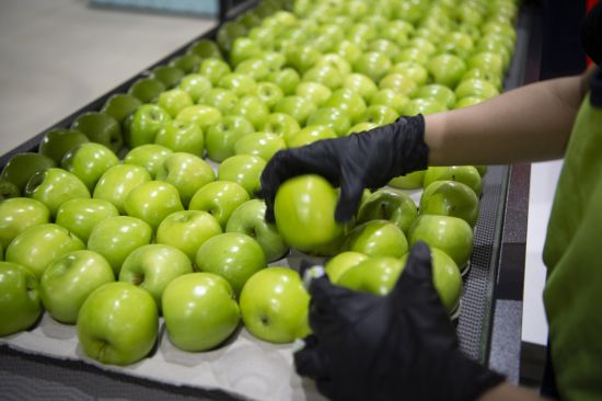 Green apple in packing shed