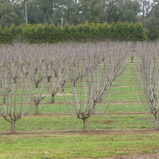 Dormant trees