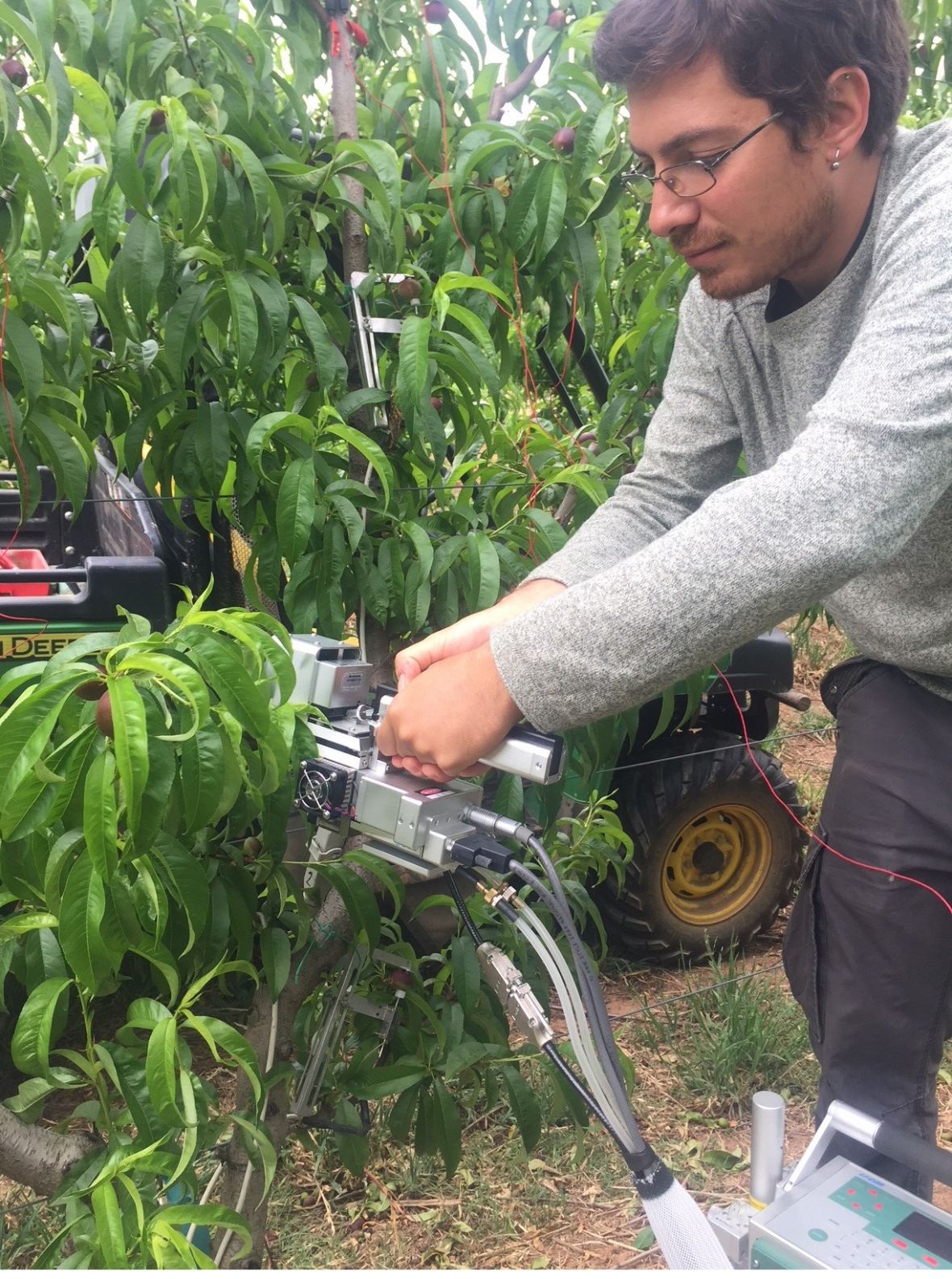 Alessio Scalisi in the stonefruit research orchard