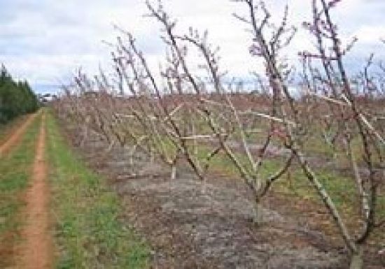 Low cover crop showing exposed soil in peaches at bud burst