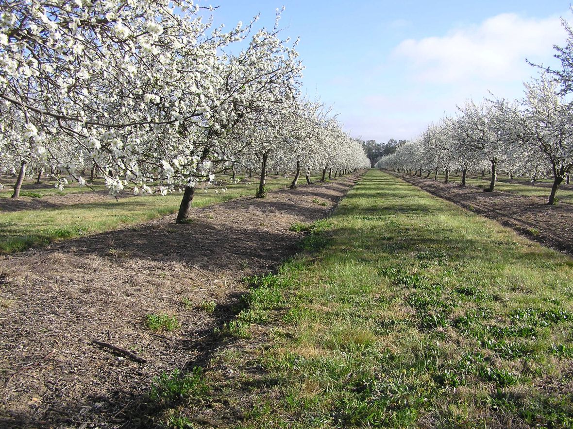 Plums in full bloom