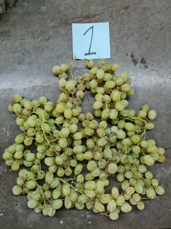 Green tables grapes layed out for inspection