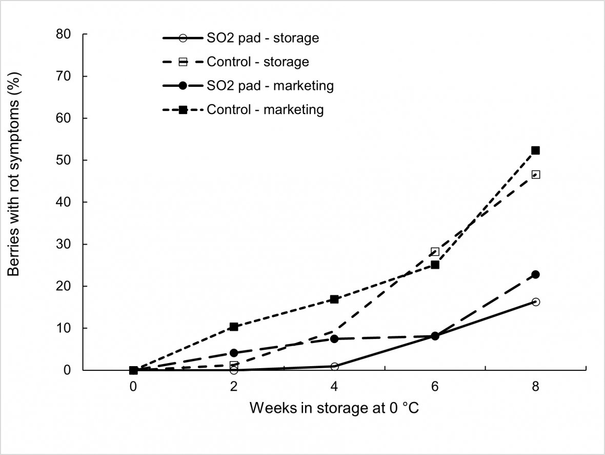 Effect of SO2 treatment, storage duration at 0 °C, and marketing for 3 days at 18 °C on bunch rot incidence in ‘Thompson Seedless’ grapes with each mean based on four replicate cartons. 